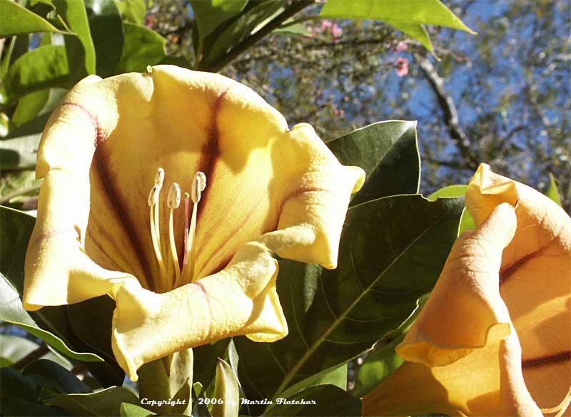 Solandra maxima, Cup of Gold Vine