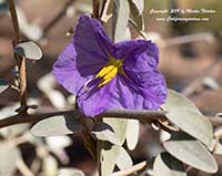 Solanum hindsianum, Hind's Nightshade, Sonoran Nightshade, Mariola