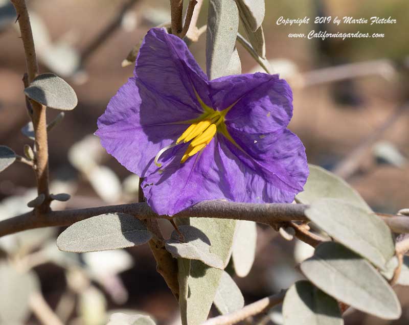 Solanum hindsianum, Hind's Nightshade, Sonoran Nightshade, Mariola