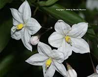 Solanum jasminoides, Potato Vine