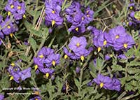 Solanum umbelliferum, Blue Witch Nightshade