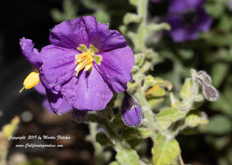 Solanum xanti Mountain Pride, Mountain Pride Purple Nightshade