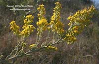 Solidago californica, California Goldenrod
