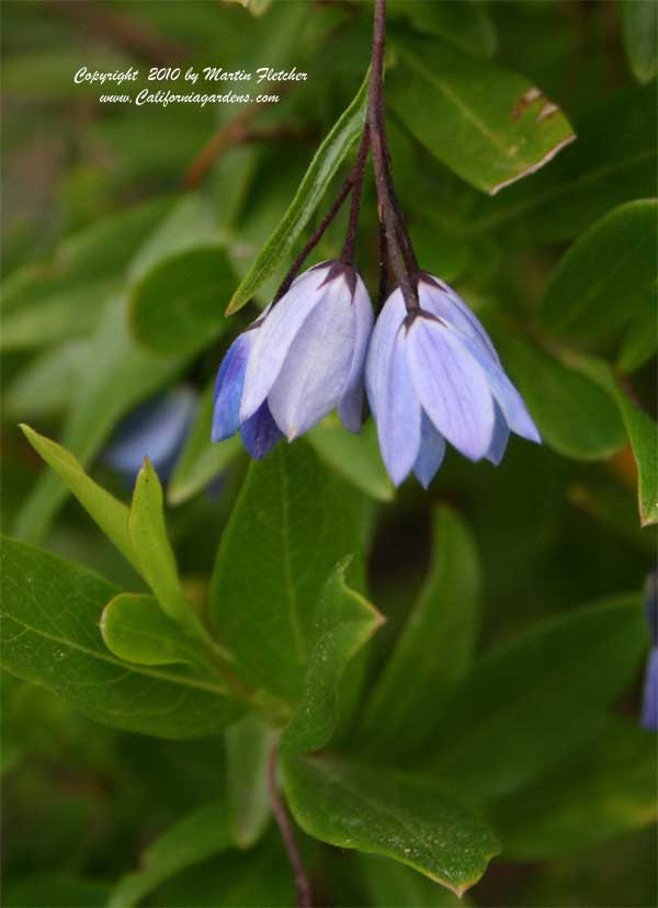 Blue Flowers