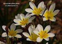Sparaxis tricolor, Wandflower, Harlequin Flower