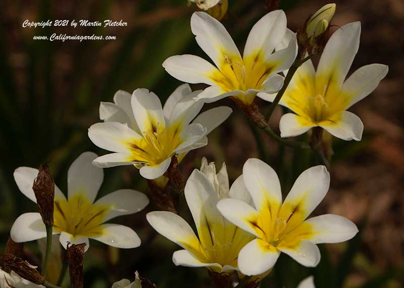 Sparaxis tricolor, Wandflower, Harlequin Flower