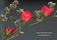Sphaeralcea ambigua Louis Hamilton, Louis Hamilton Apricot Mallow