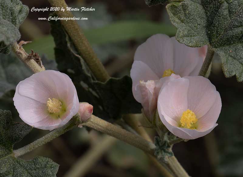 Sphaeralcea ambigua rosacea, Rosy Apricot Mallow, Rose Globemallow