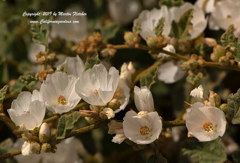 Sphaeralcea fulva La Luna, La Luna Globemallow