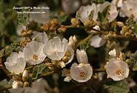 Sphaeralcea fulva La Luna, La Luna Globemallow, White Mallow