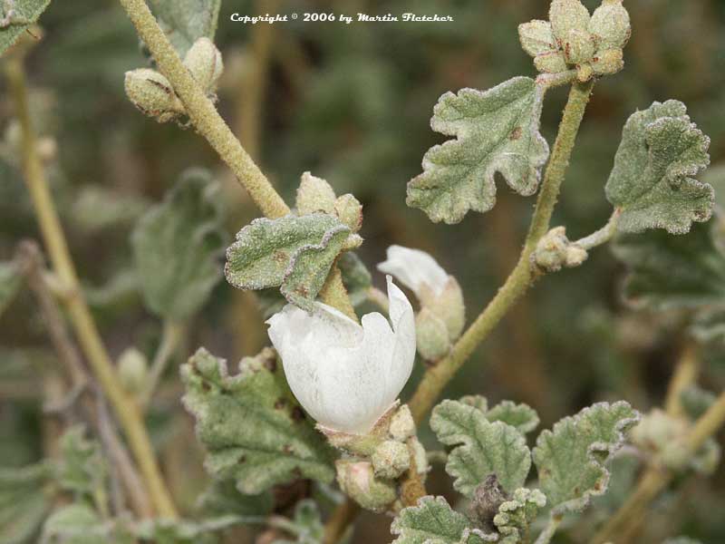 Sphaeralcea fulva La Luna, La Luna Globemallow