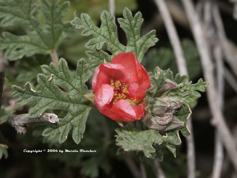 Sphaeralcea philippiana, Trailing Globemallow