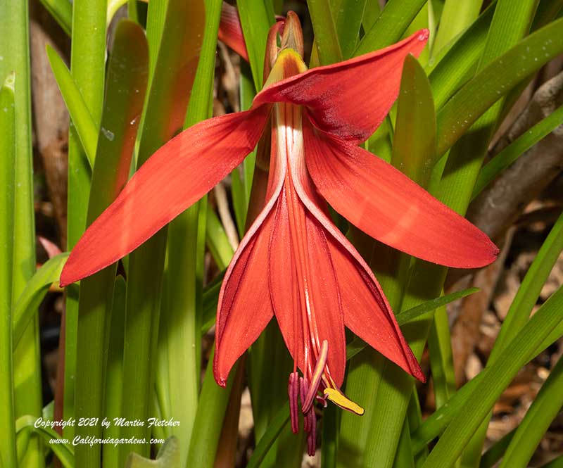 Sprekelia formosissima, Aztec Lily