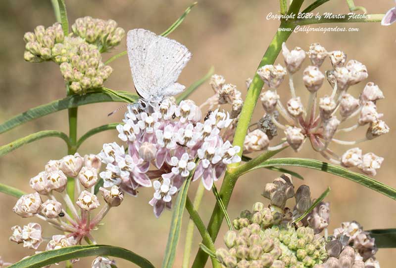 Spring Azure, Celastrina ladon