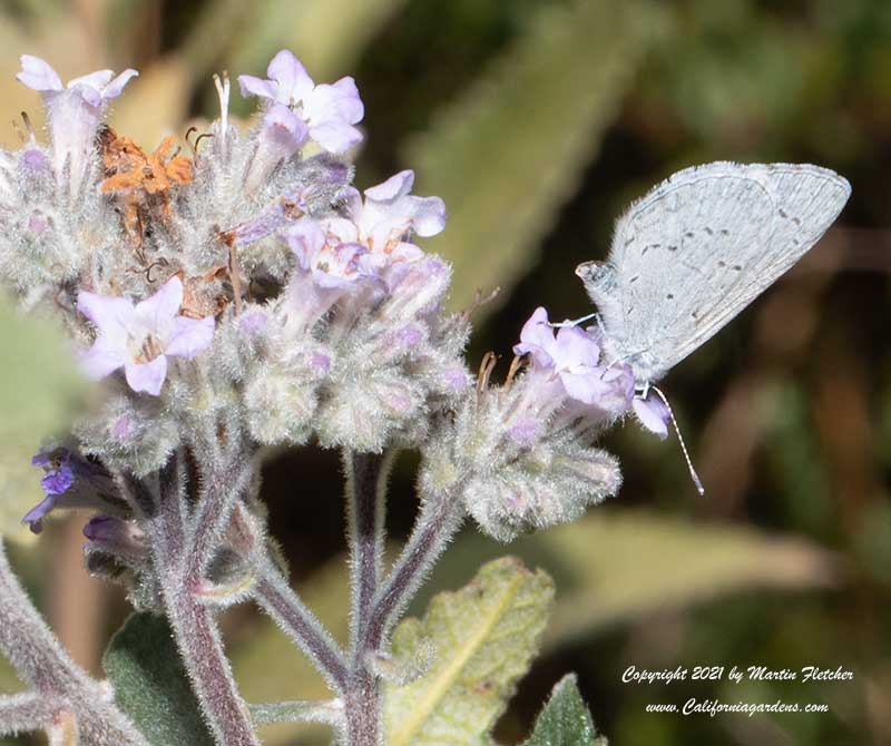 Spring Azure, Celastrina ladonm, Eriodictyon crassifolium