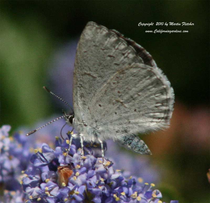 Spring Azure, Ceanothus Wheeler Canyon