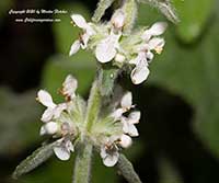 Stachys albens, White Hedge Nettle