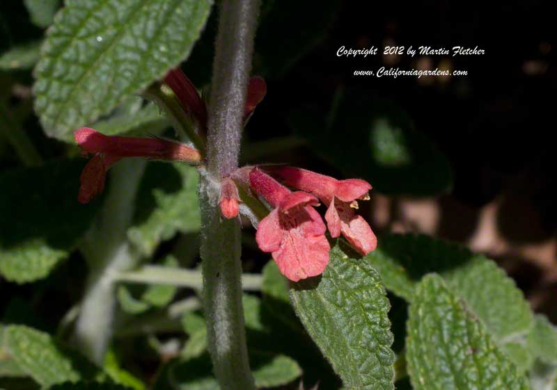 Stachys albotomentosa Hidalgo