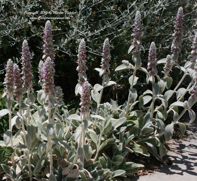 Stachys byzantina Silver Carpet, Lambs Ears