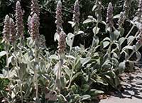 Stachys byzantina Silver Carpet, Silver Carpet Lamb's Ears