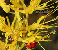 Stanleya pinnata, Prince's Plume