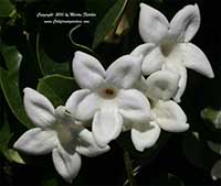 Stephanotis floribunda, Madagascar Jasmine
