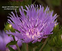 Stokesia Peachie's Pick, Peachie's Pick Stokes Aster