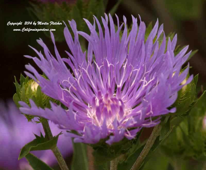 Stokesia Peachie's Pick, Stokes Aster