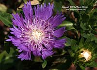 Stokesia Purple Parasols, Purple Parasols Stokes Aster