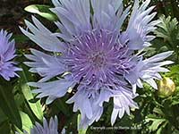 Stokesia Blue Danube, Blue Danube Stokes Aster