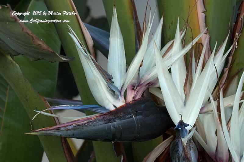 Strelitzia nicolai, Giant Bird of Paradise