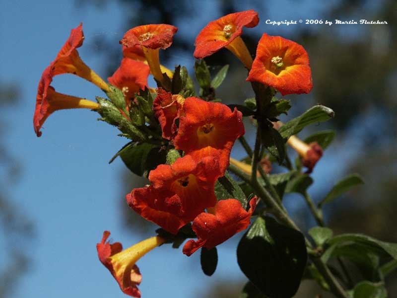 Streptosolen jamesonii, Marmalade Bush