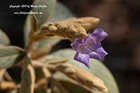 Strobilanthes gossypina, Pewter Bush