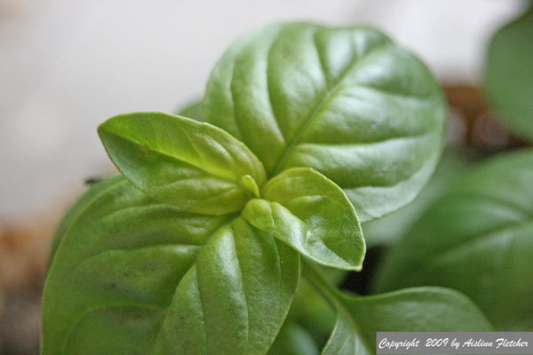 Sweet Basil, Ocimum basilicum