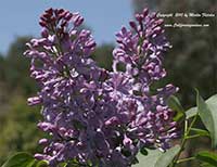 Syringa Excel, Excel Lilac