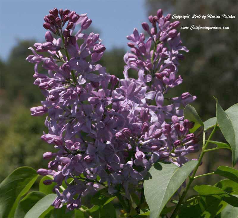 Syringa Excel, Excel Lilac