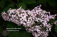 Syringa California Rose, California Rose Lilac