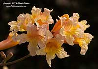 Tabebuia Apricot, Apricot Trumpet Tree