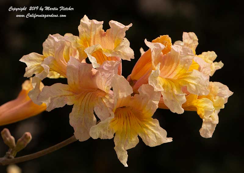 Tabebuia Apricot, Apricot Trumpet Tree