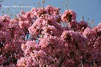 Pink Trumpet Tree, Tabebuia impetiginosa