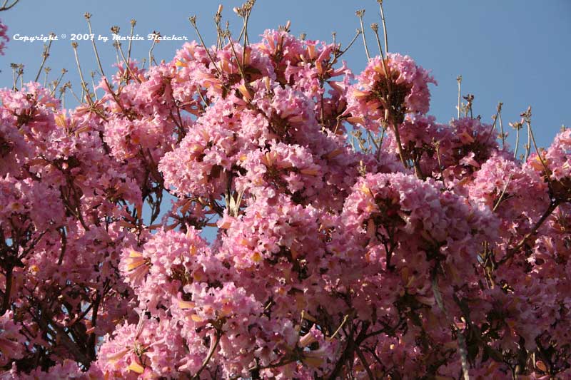 Tabebuia impetiginosa, Purple Trumpet Tree