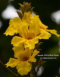 Golden Trumpet Tree, Tabebuia chrysotricha