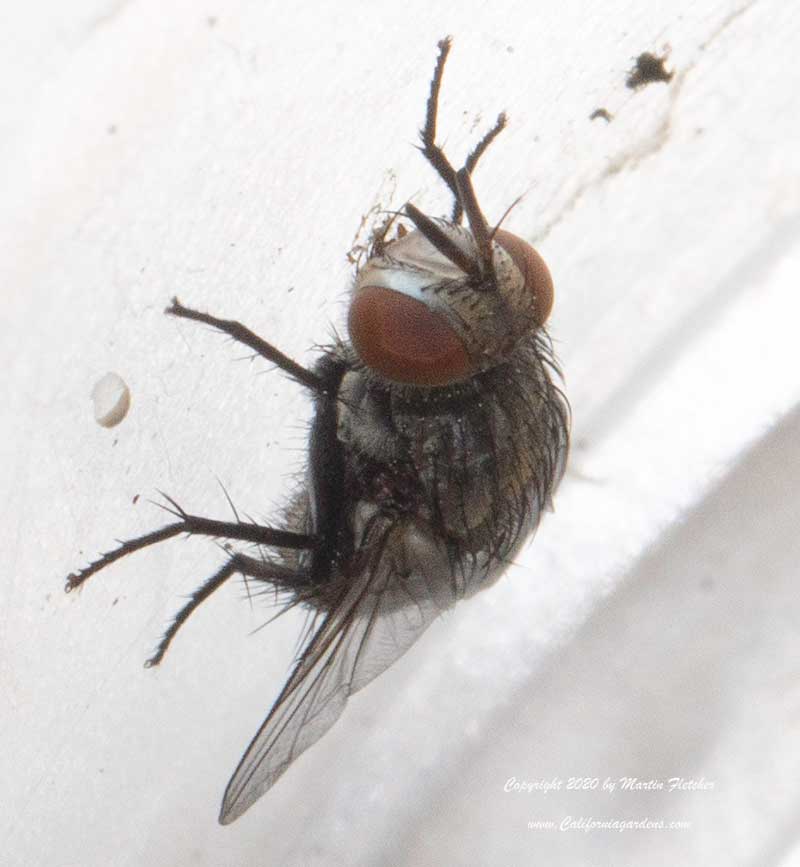 Tachinid from Monarch