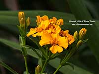 Tagetes lucida, Mexican Tarragon