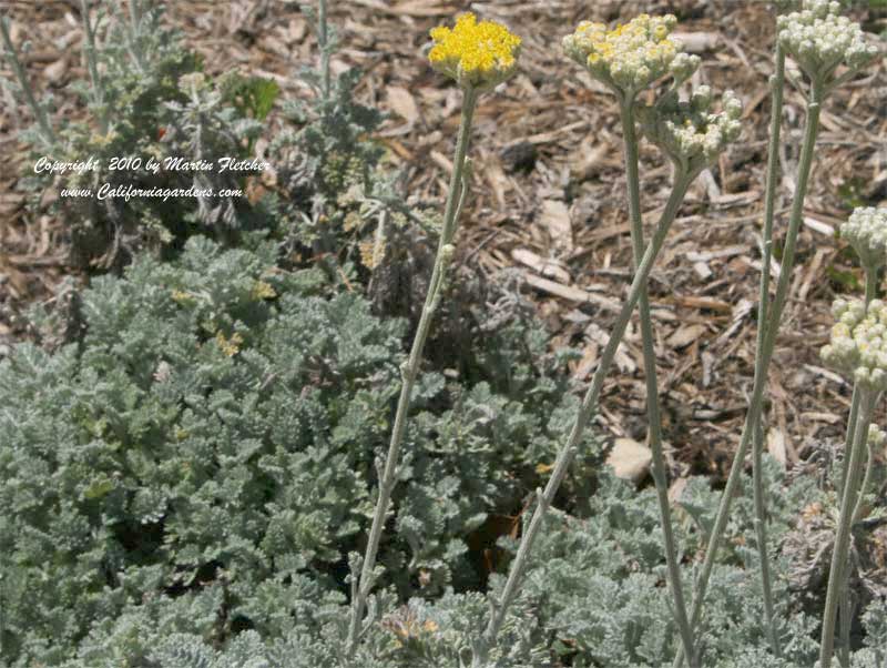 Tanacetum haradjanii, Silver Tansy