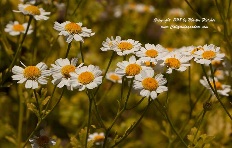 Tanacetum parthenium aureum, Golden Feverfew