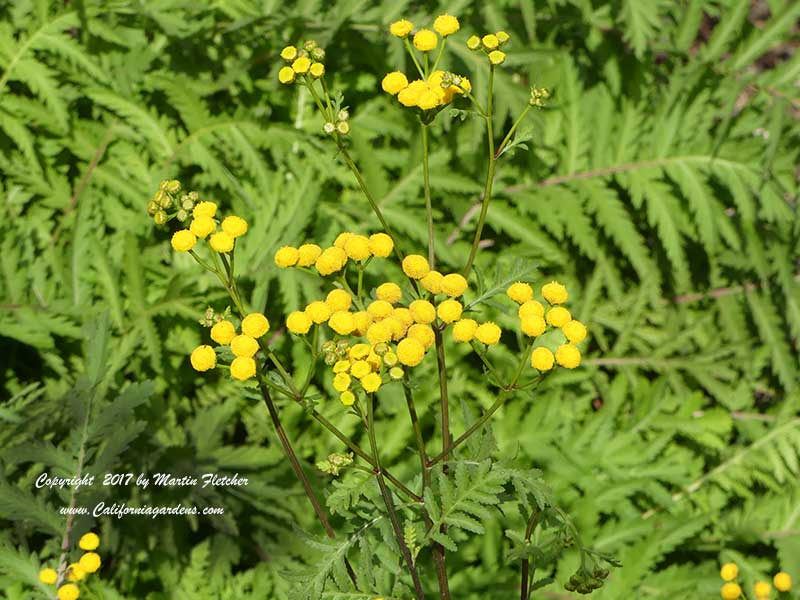 Tanacetum vulgare, Tansy