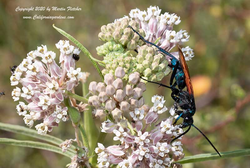 Tarantula Hawk, Narrow Leaf Milkweed