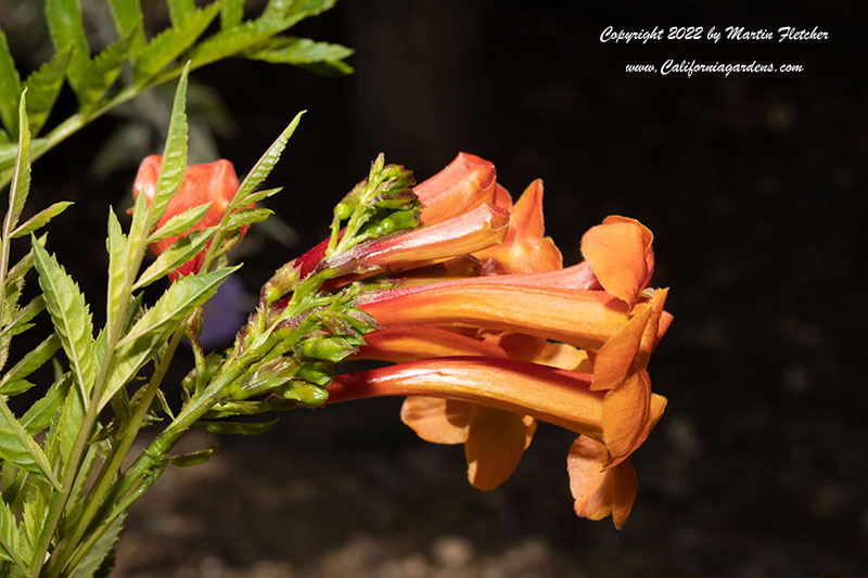 Tecoma Orange Jubilee, Orange Jubilee Trumpet Bush