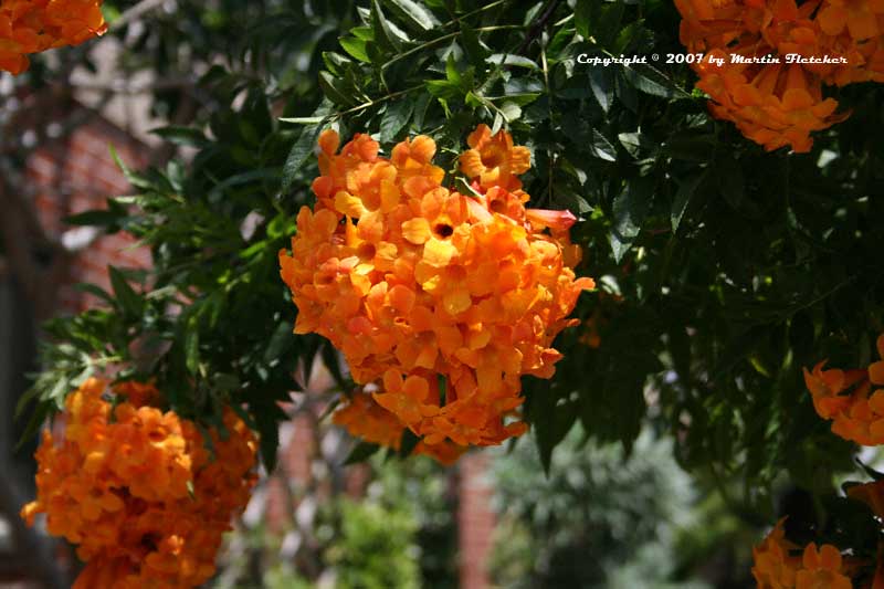 Tecoma X Smithii, Orange Bells